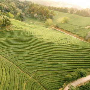 Tea Plantation Tour Tickets