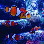 Adventure Aquarium