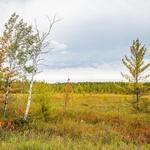 Black River State Forest