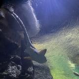 Shark Reef Aquarium at Mandalay Bay
