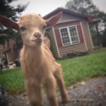 Gettysburg Goat Yoga