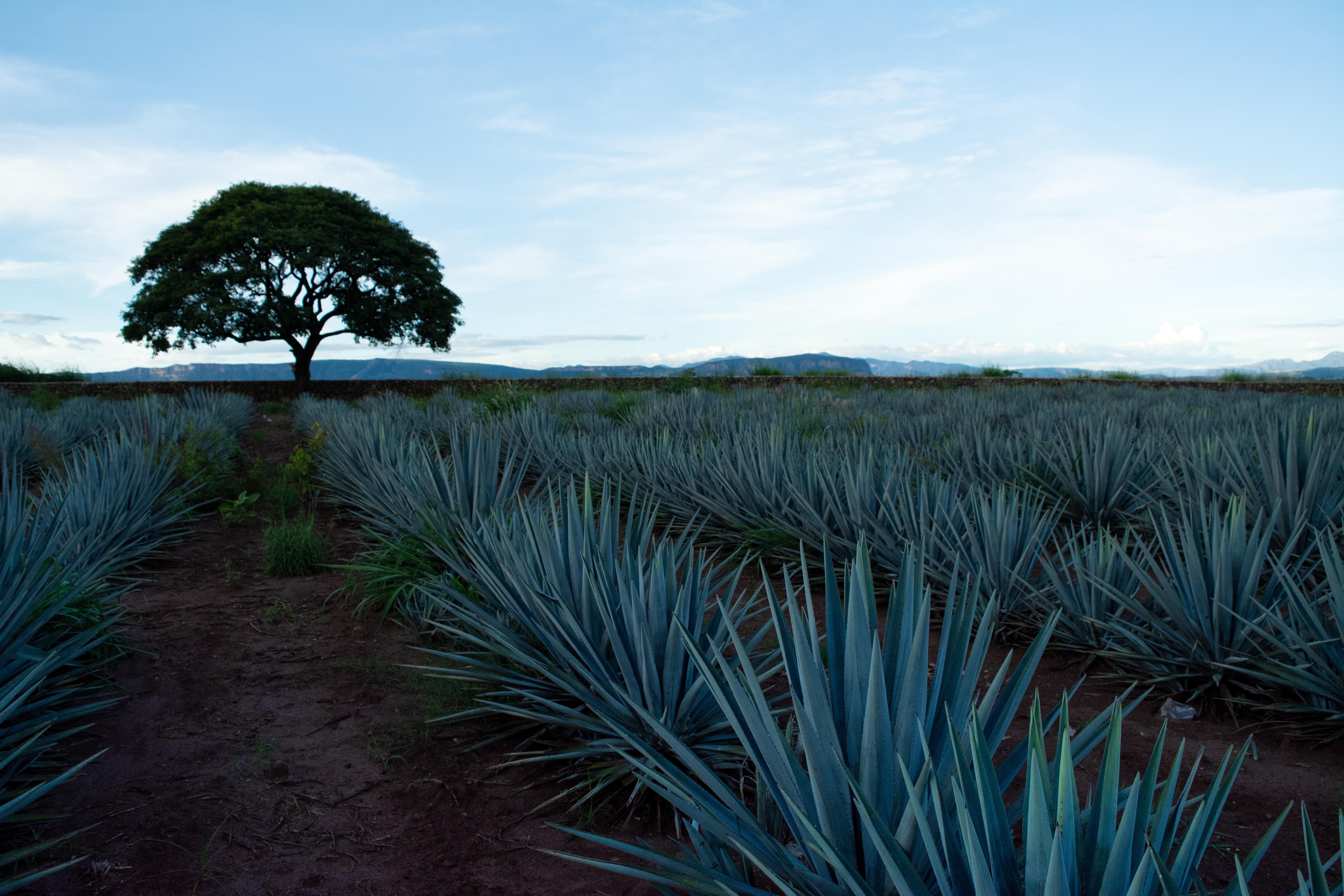 The Wedding Website of Ana Cristina Alanis and Adolfo Quesada Viciana