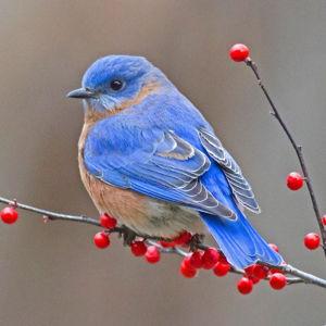 Mass Audubon Family Membership