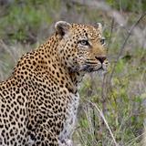 Parc national Kruger