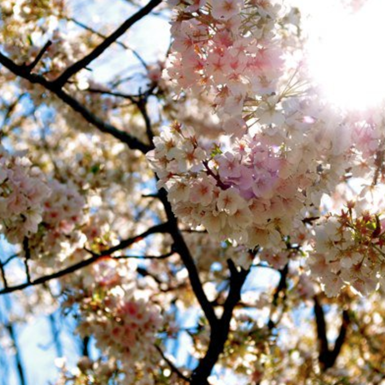 Cherry Blossom festival in Washington D.C.