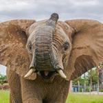 Reid Park Zoological Society