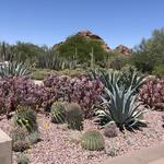 Desert Botanical Garden