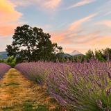 Hope Ranch Lavender