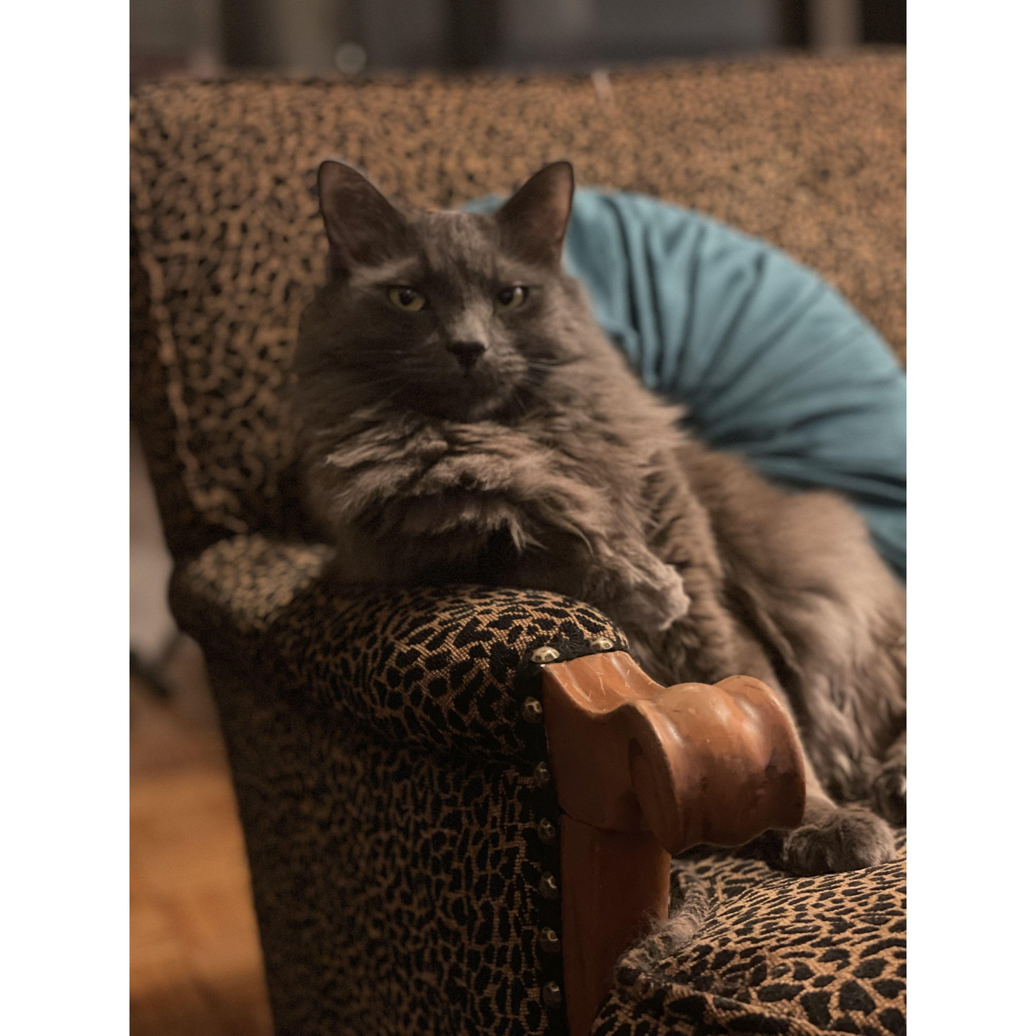 Distinguished Migsy