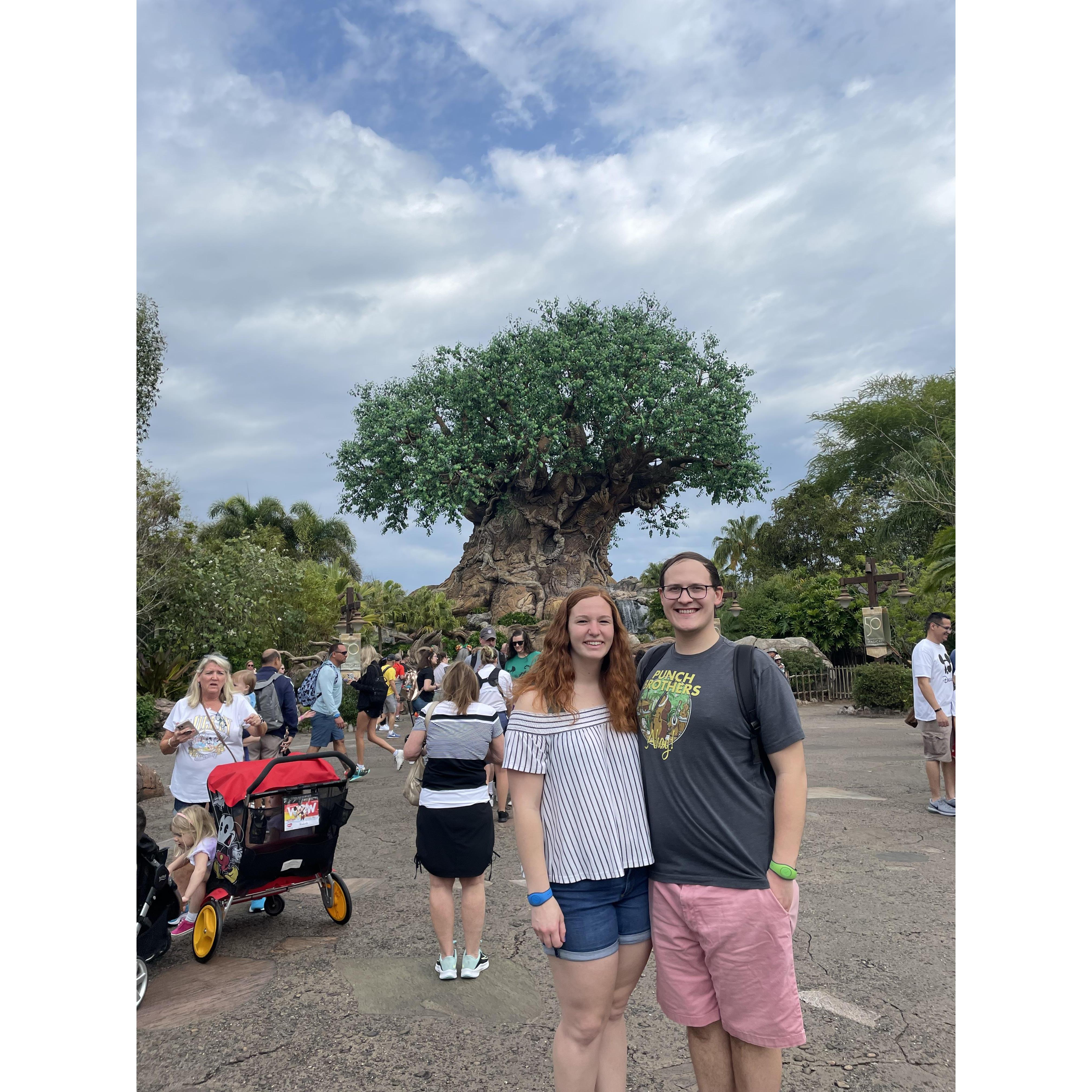Animal Kingdom at Walt Disney World