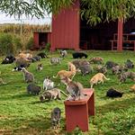 Lanai Cat Sanctuary