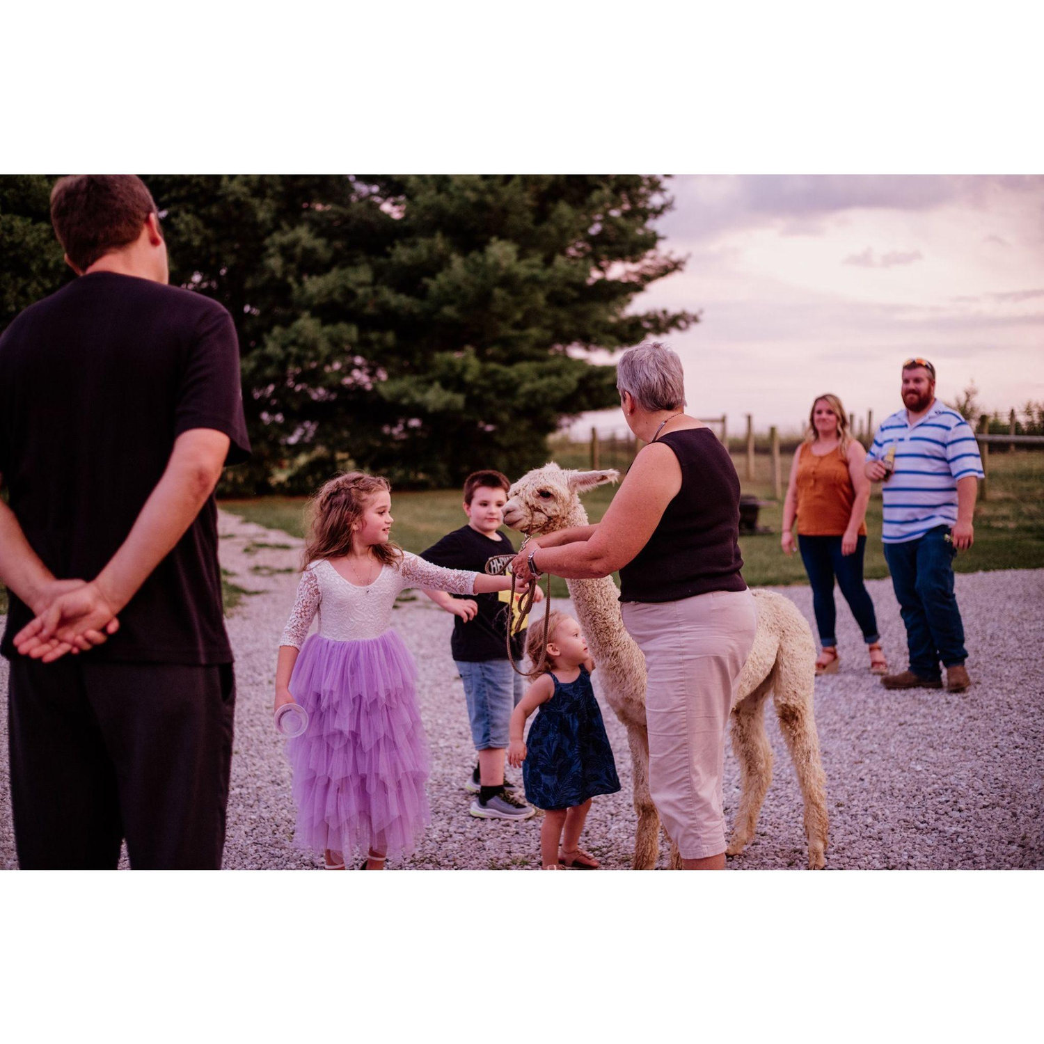 Meeting an alpaca