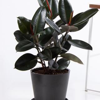 Burgundy Rubber Tree Plant