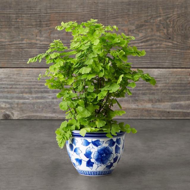 Blue & White Ceramic Mini Planter