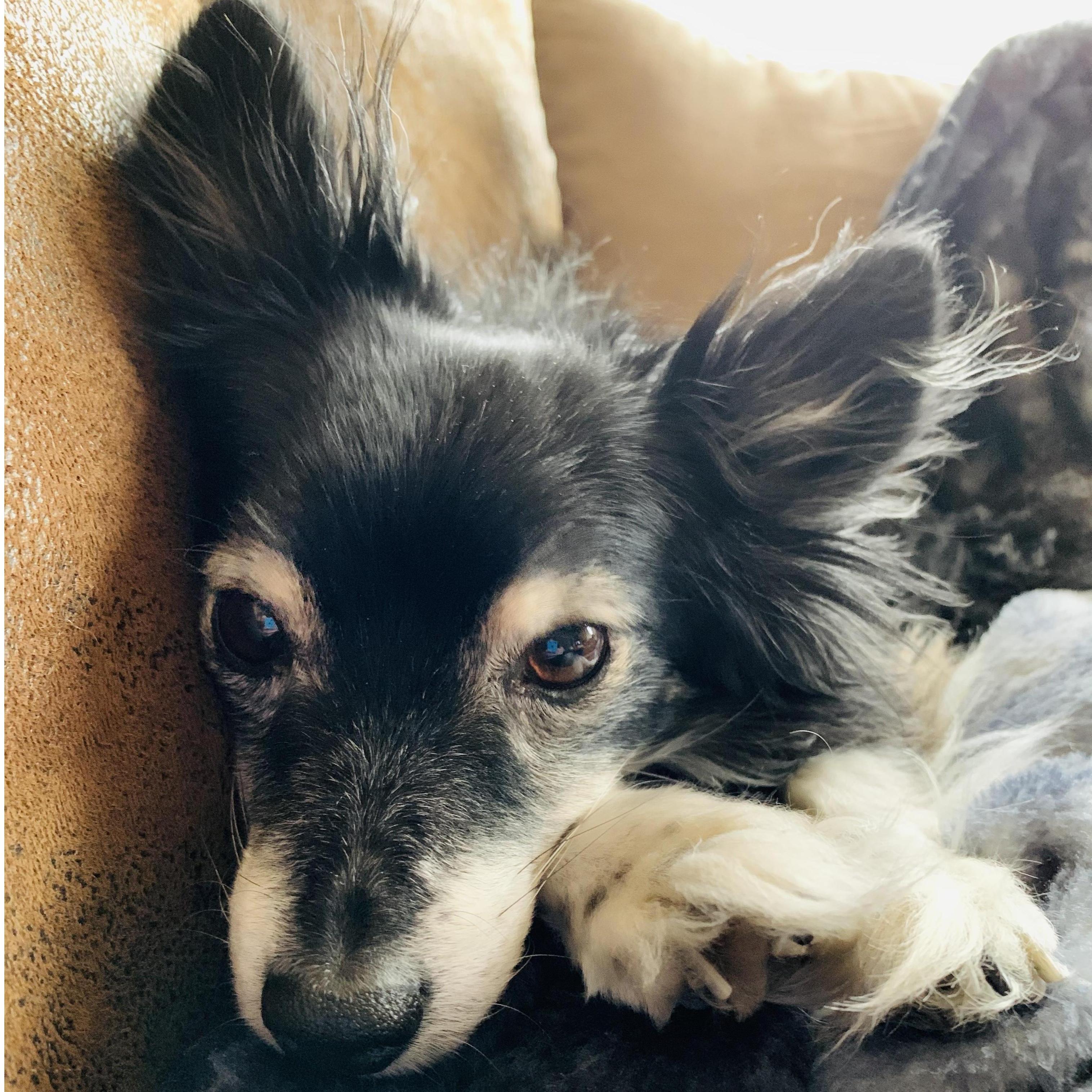 Our fur baby Jax