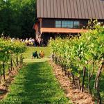 Shelburne Vineyard