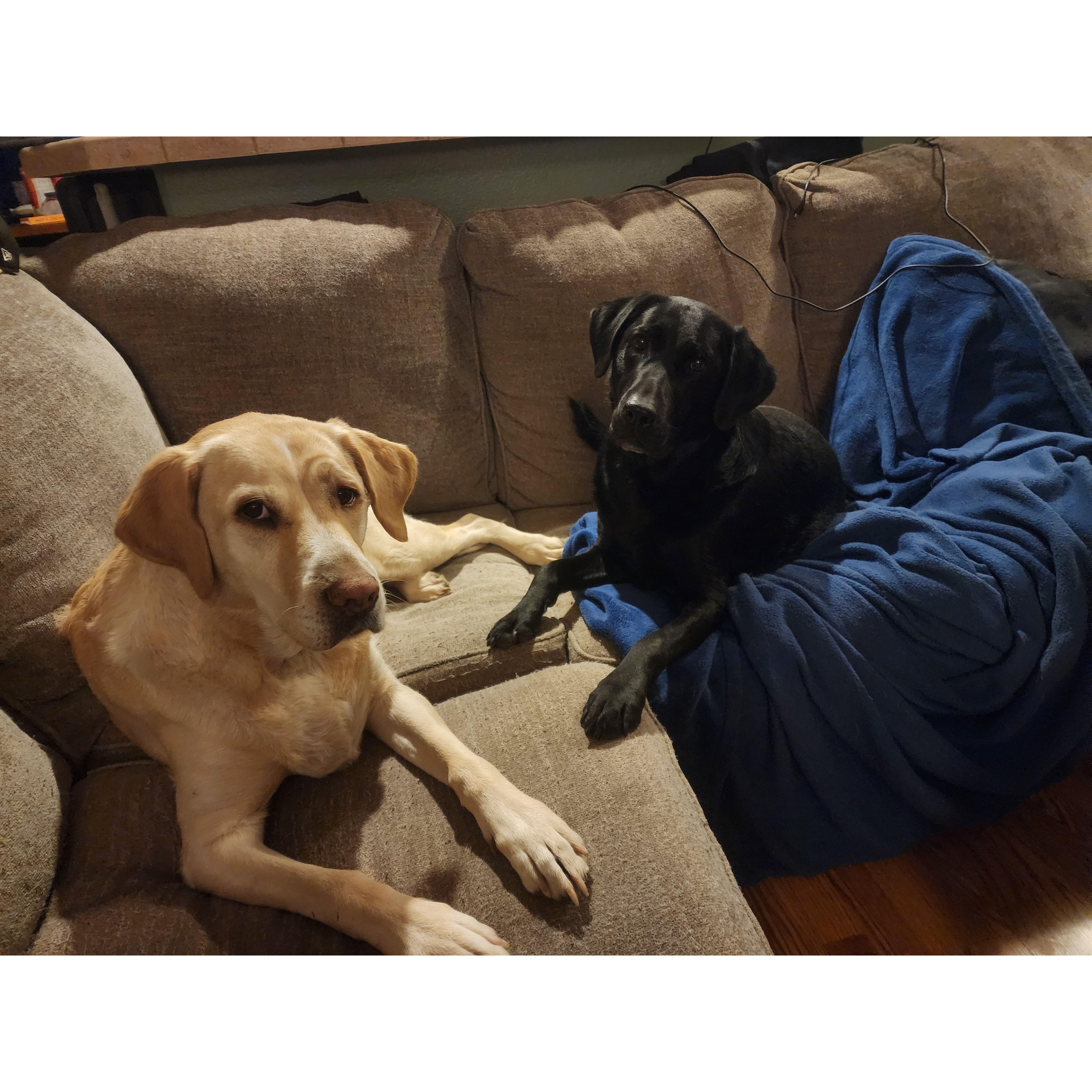 Chilling with the dogs at home