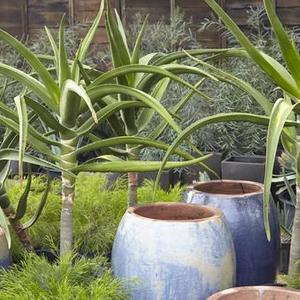 Plants from Flora Grubb Gardens