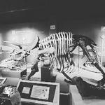 Buffalo Museum of Science