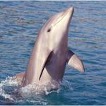 Hilton Head Dolphin Tours & Sunset Cruises 🐬 Tale Hunter