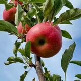 Local Apple Picking
