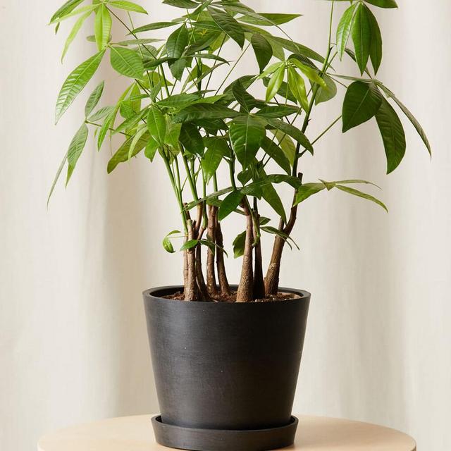 Money Tree Forest