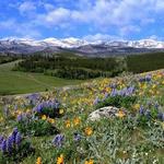 Bighorn National Forest