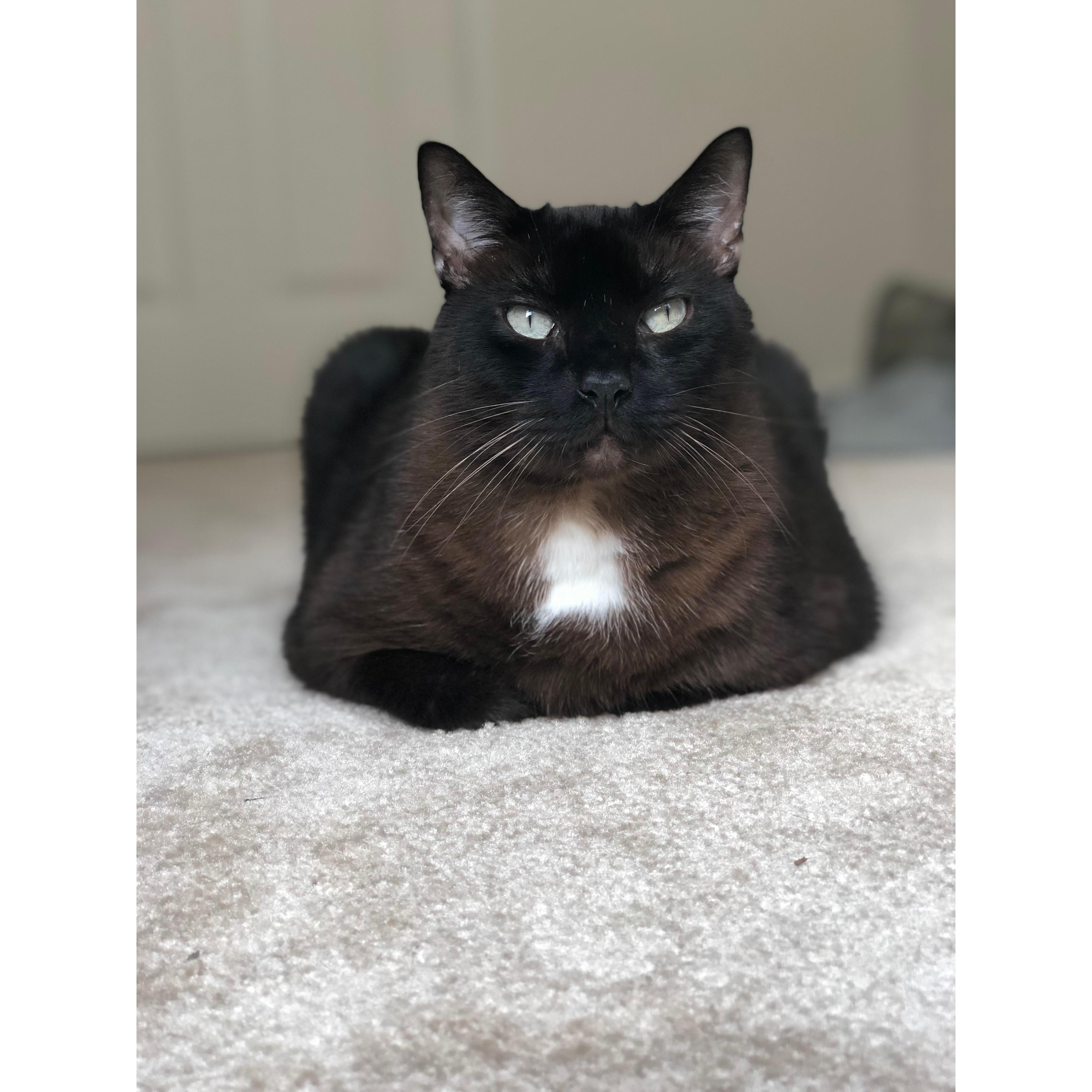 our boy moose