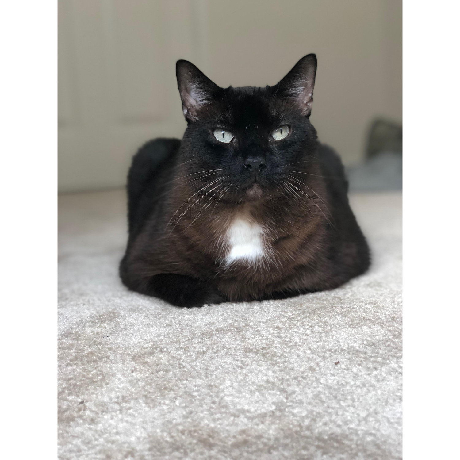 our boy moose