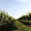 Messina Hof Winery - Bryan
