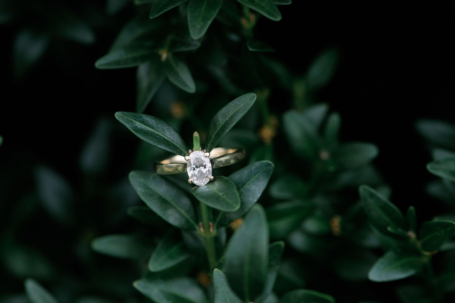 The Wedding Website of Sarah Sutton and Ernie Inzana