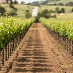 Santa Clara Valley Wine Trail