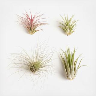 4-Piece Assorted Air Plant Collection