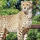 Wildlife World Zoo, Aquarium & Safari Park