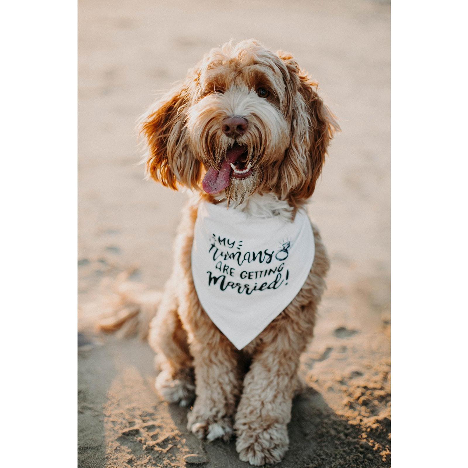 The Best Boy, ready for his close up!