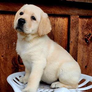 Our Labrador Retriever Fund