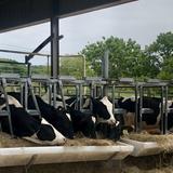 Wright's Dairy Farm and Bakery