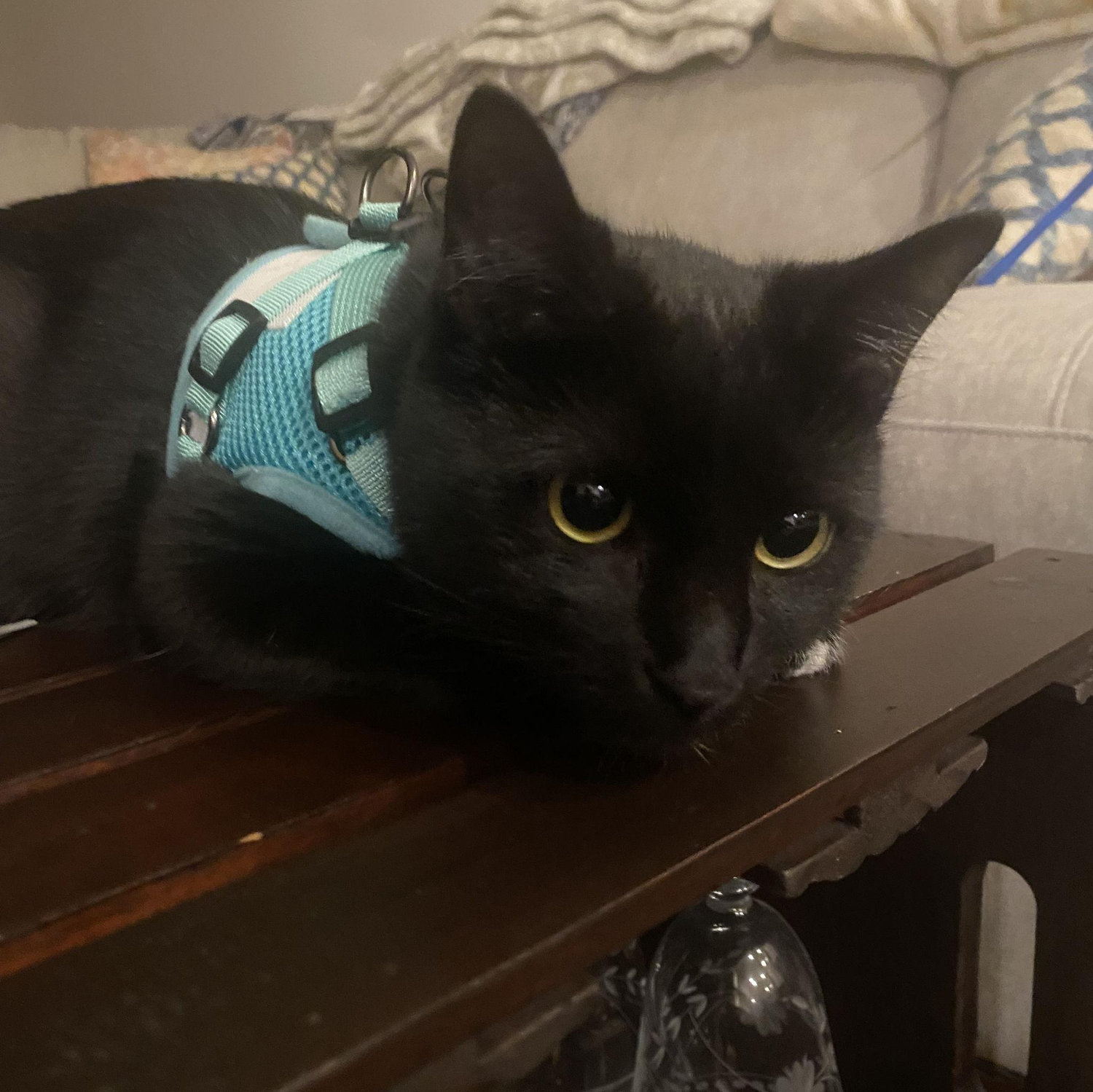 Our sweet kitty, Luna (Adopted 10/2025)