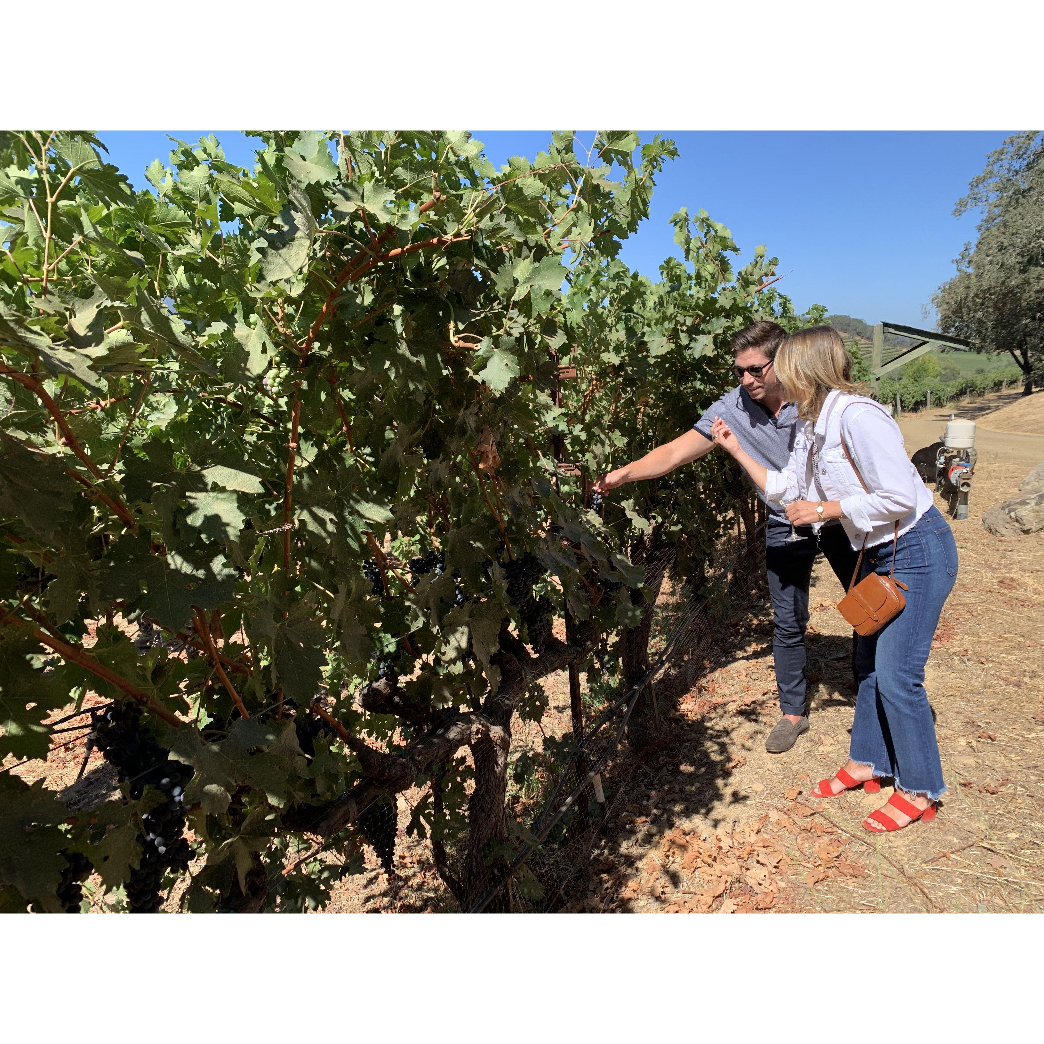 Napa (Aug 2019)