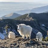 Mount Aeneas Hike *