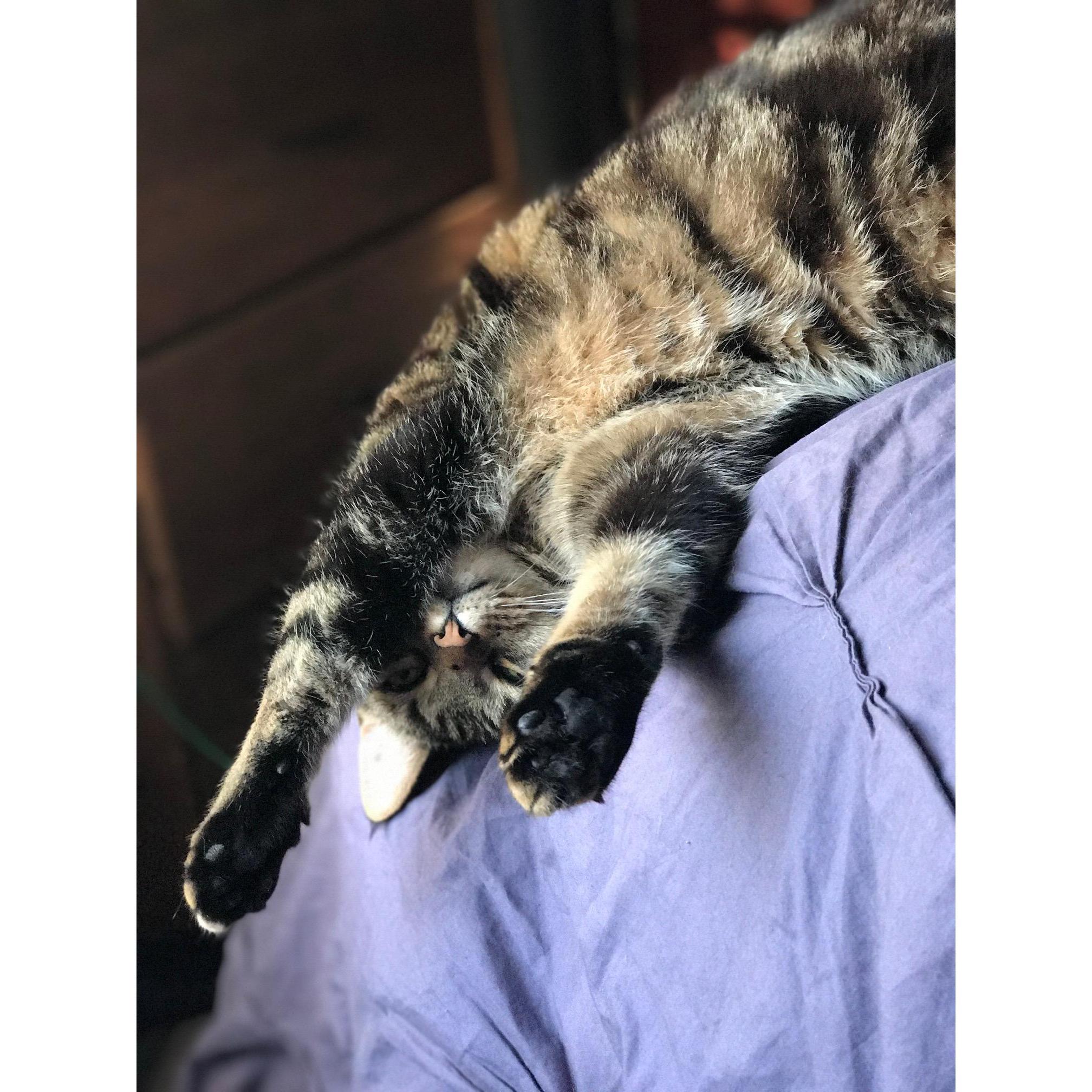 Our fur baby