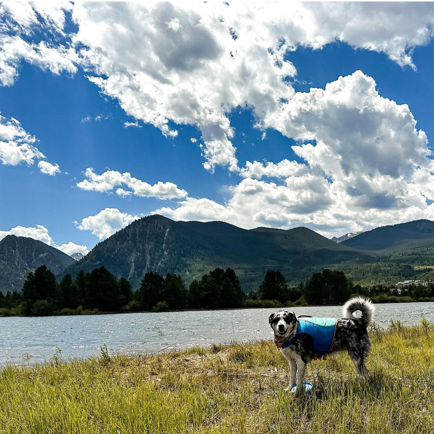 No adventure is complete without our pup, River