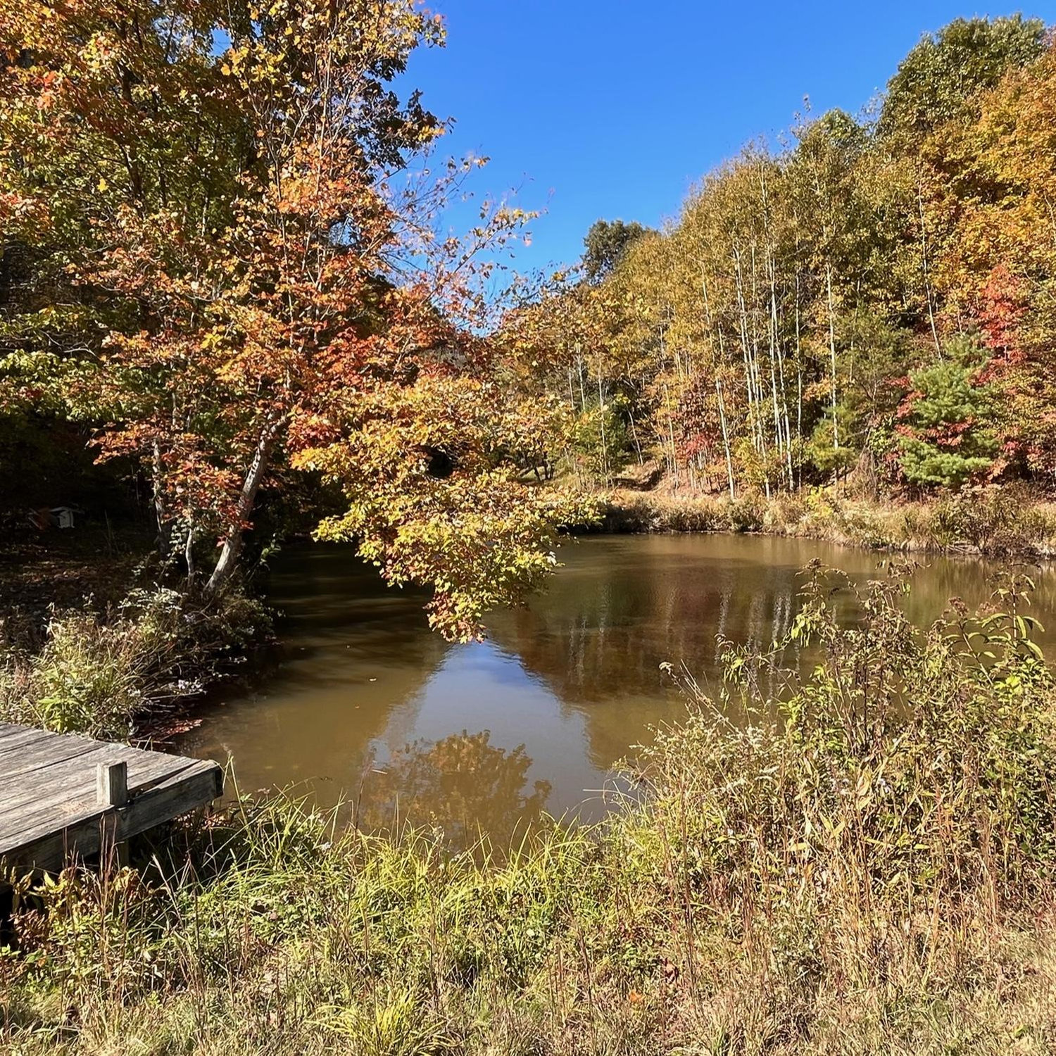 The Pond from the dockside