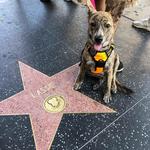 Hollywood Walk Of Fame