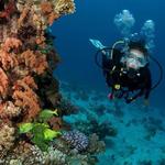 Scuba Diving/Snorkeling