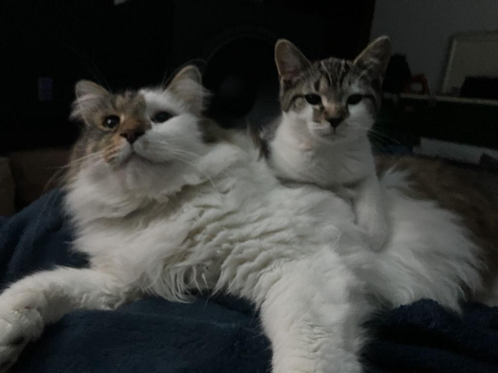 The Wedding Website of Olivia Ogline and Joshua Martin