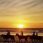 Horses by Jose