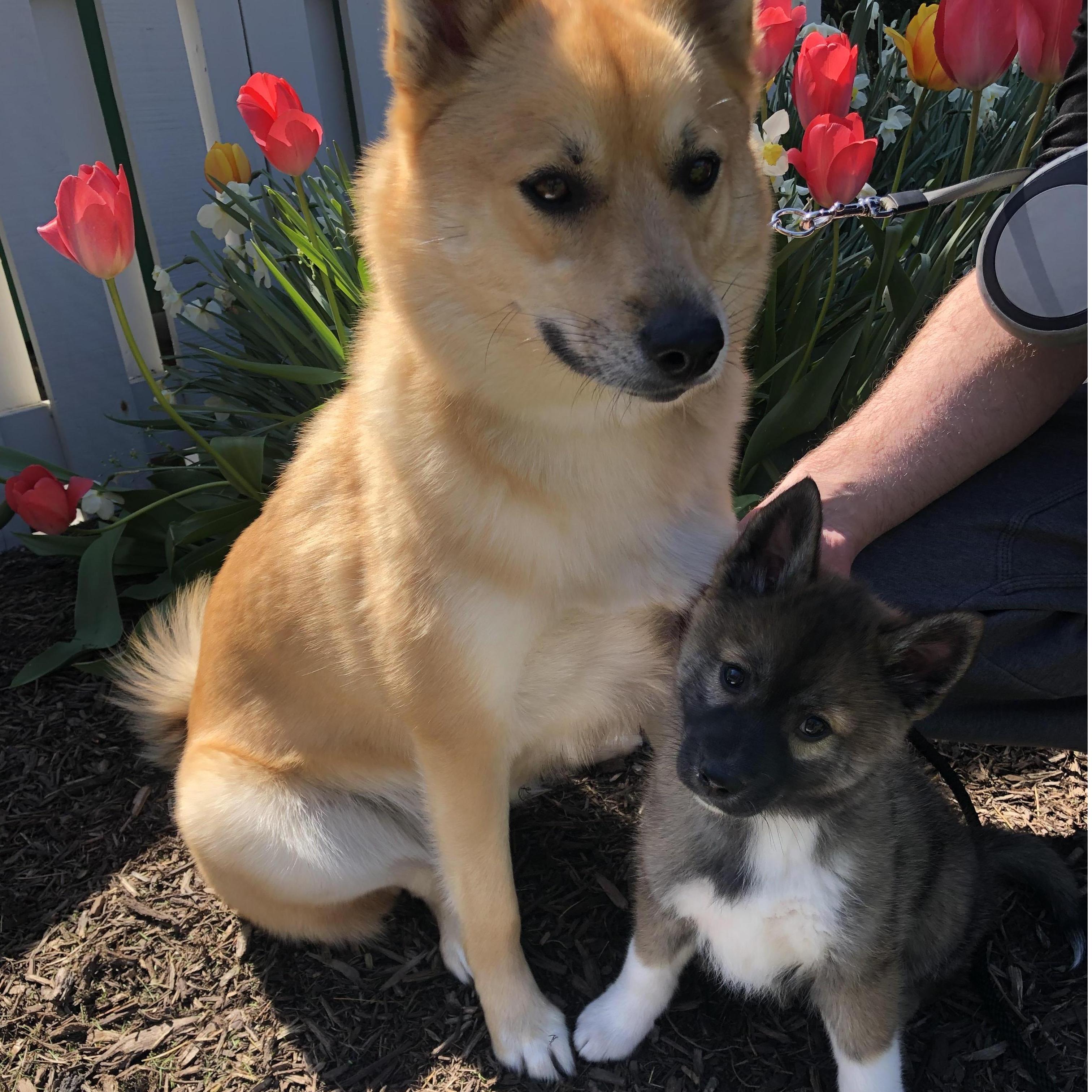 Fur Babies! Nala and Kobi