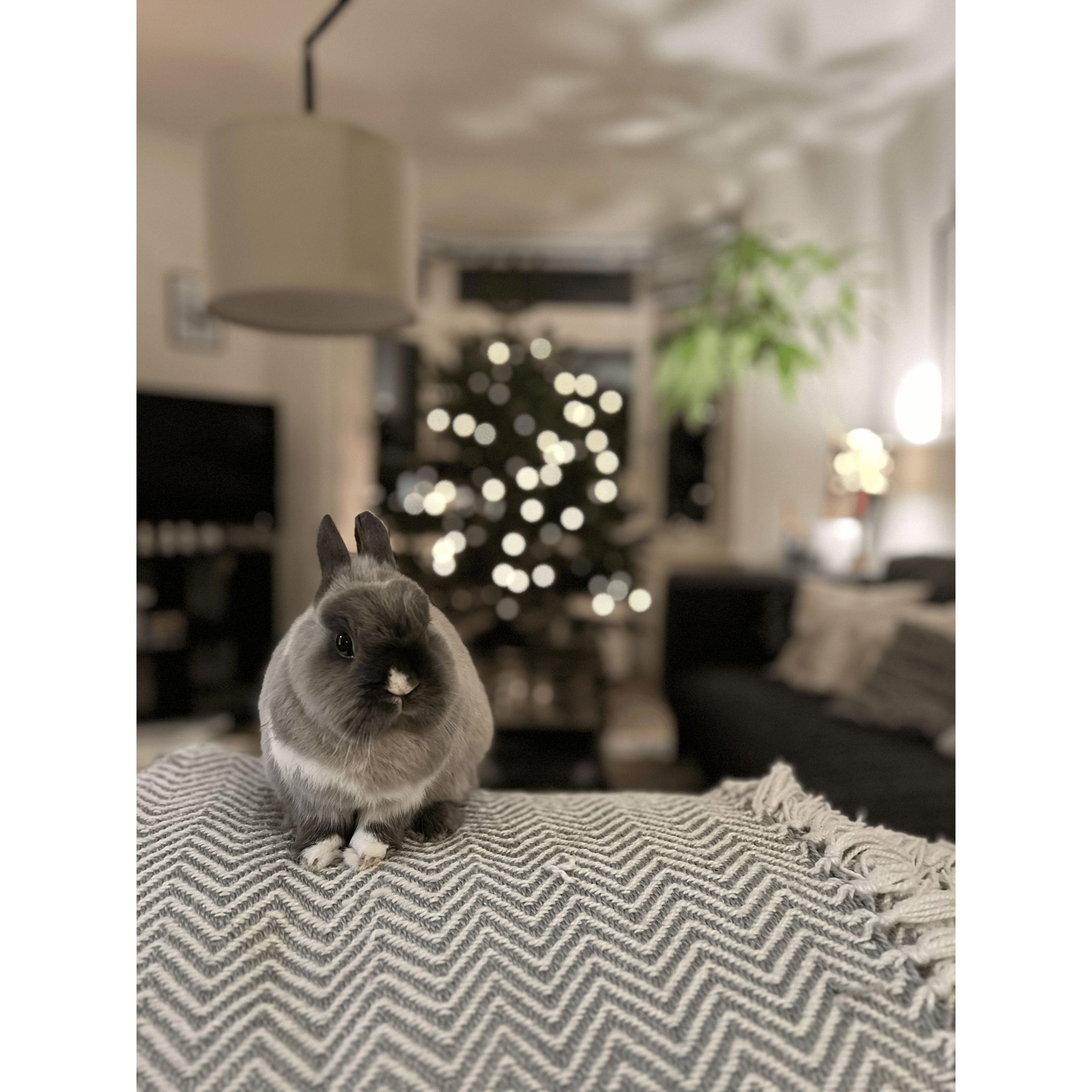 Meredith in a festive mood