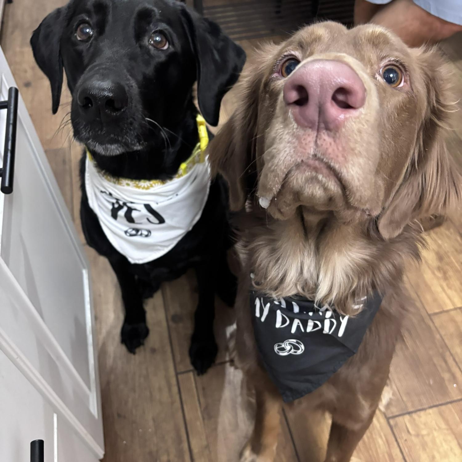 Jarad got our doggies bandanas for our engagement